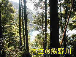 木立より熊野川を望む、熊野古道・川丈街道を歩く