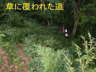 草に覆われた道、熊野古道・紀伊路を歩く