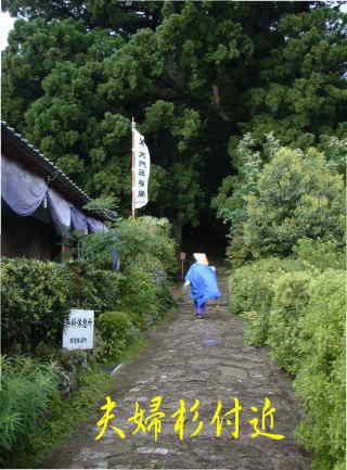 「大門坂・夫婦杉」、熊野古道・中辺路を歩く