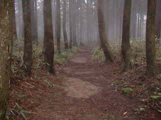 霧の山道、熊野古道・中辺路・大雲取越えを歩く