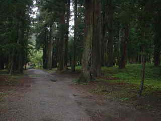 大斎原の杉林、熊野古道・中辺路を歩く
