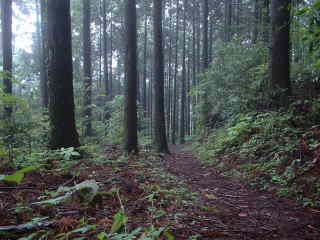 「草鞋峠より下り」、熊野古道・中辺路を歩く