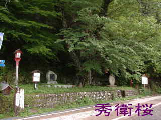 「秀衛桜」熊野古道・中辺路を歩く
