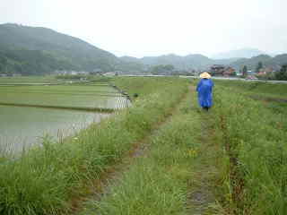 岡川沿いの土手道、熊野古道・中辺路を歩く