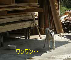 製材所の犬1、熊野古道「大辺路」を歩いた紀行文