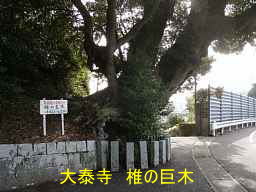 大泰寺・椎の巨木、熊野古道・大辺路を歩く