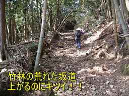 清水峠へ竹林、熊野古道『大辺路」を歩いた紀行文
