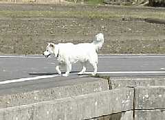 白犬、熊野古道「大辺路」を歩いた紀行文