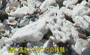 サンゴの残骸、熊野古道・大辺路を歩く