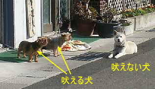 犬、熊野古道「大辺路」を歩いた紀行文