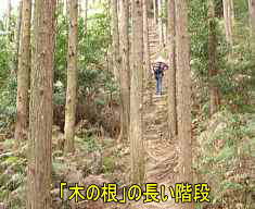 木の根階段、仏坂、熊野古道「大辺路」を歩いた紀行文