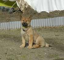 安居の渡し・子犬、熊野古道「大辺路」を歩いた紀行文