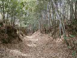 枯葉が溜まった山道、熊野古道「大辺路」を歩いた紀行文