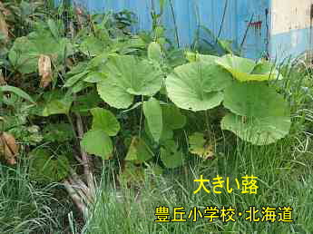 豊丘小学校の蕗・北海道