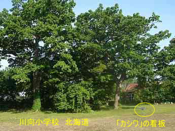 川向小学校・カシワ、北海道、廃校、夢の跡