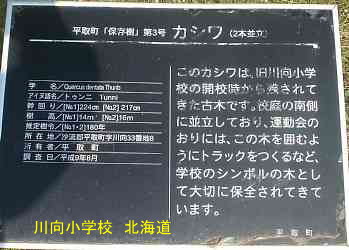 川向小学校・カシワ、北海道、廃校、夢の跡