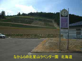ながふらの北星山ラベンダー園、北海道