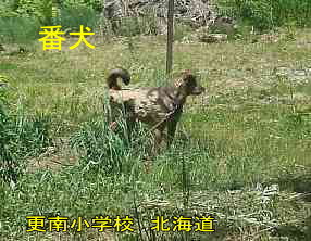 更南小学校・犬、北海道、廃校、夢の跡
