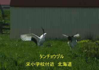 栄小学校付近の丹頂鶴、北海道、木造校舎、廃校、夢の跡
