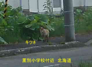 薫別小中学校・キツネ、北海道、廃校、夢の跡