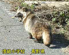 長野県の木造校舎「信級小学校」、タヌキ