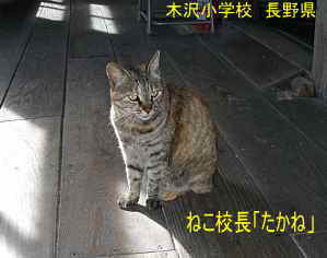 長野県「木沢小学校」ねこ校長「たかね」、木造校舎・廃校