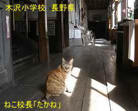 長野県「木沢小学校」、ねこ校長「たかね」、木造校舎・廃校